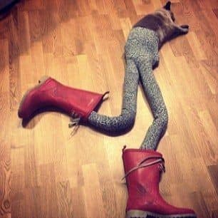 Nova moda para os felinos, pernas para gatos