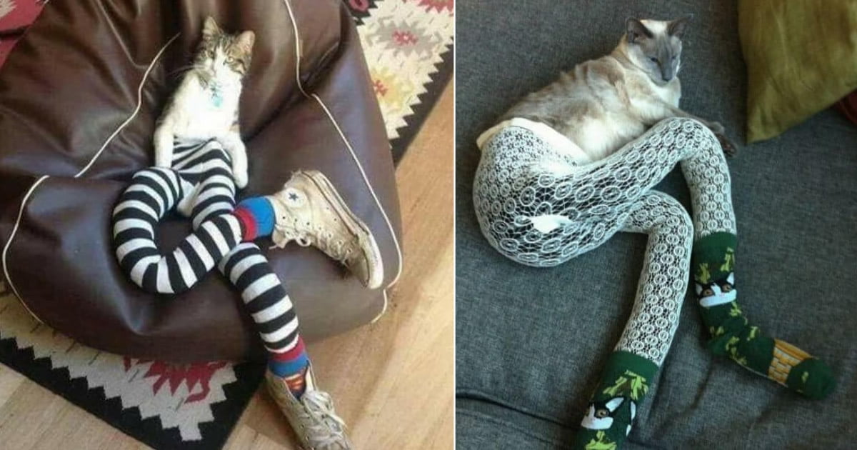 Nova moda para os felinos, pernas para gatos Nova moda para os felinos, pernas para gatos
