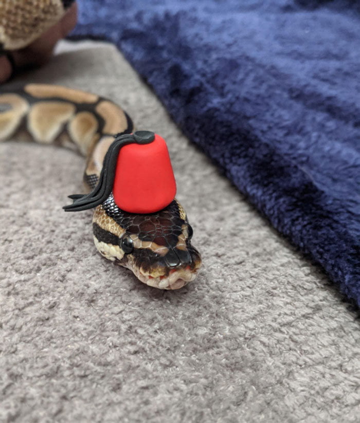 24 provas que chapéus em cobras são uma coisa fofas