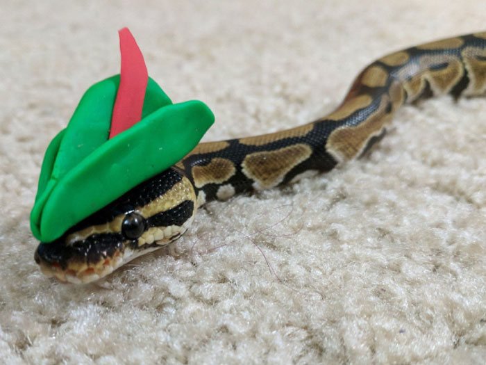 24 provas que chapéus em cobras são uma coisa fofas