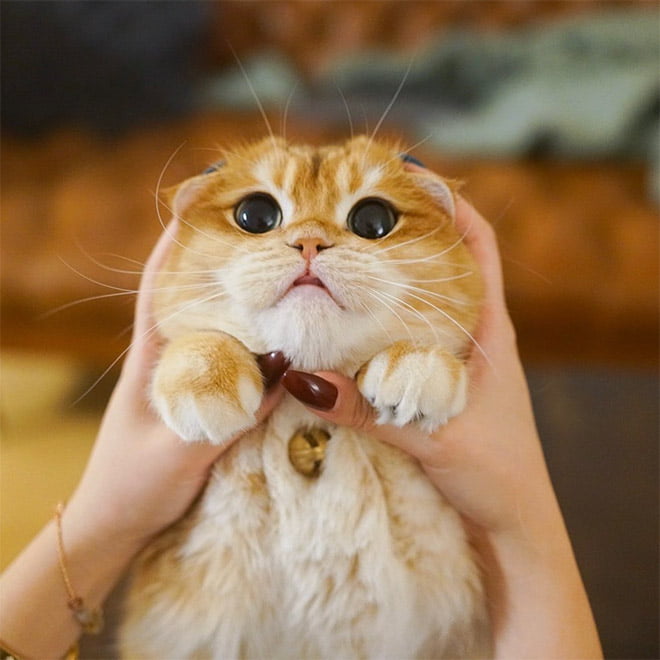 Conheça Pisco: um gato que parece com o gato de botas do Shrek