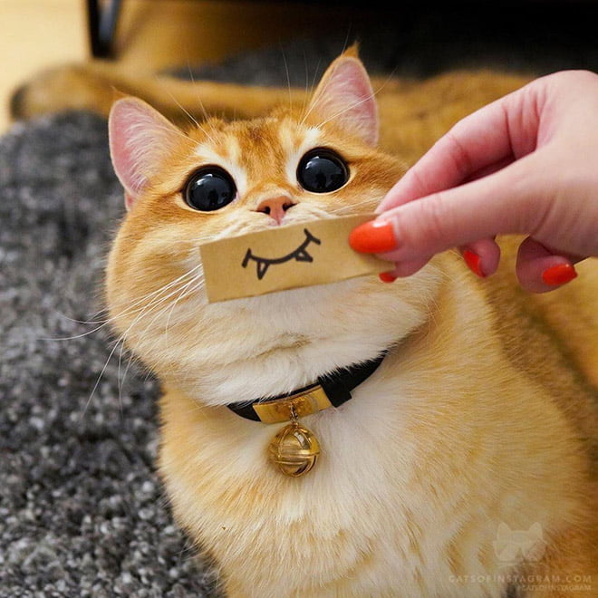 Conheça Pisco: um gato que parece com o gato de botas do Shrek