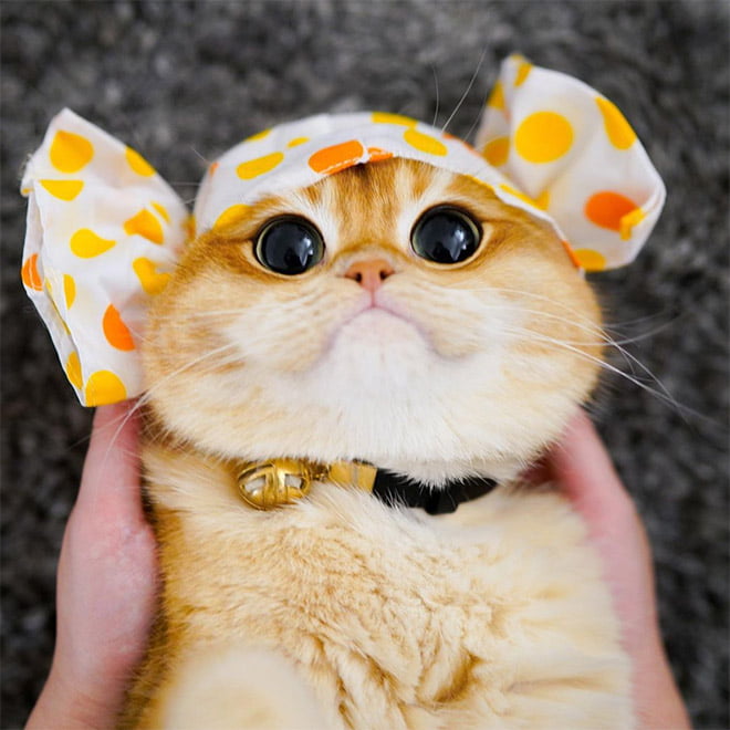 Conheça Pisco: um gato que parece com o gato de botas do Shrek