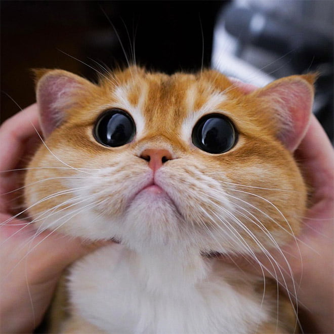 Conheça Pisco: um gato que parece com o gato de botas do Shrek