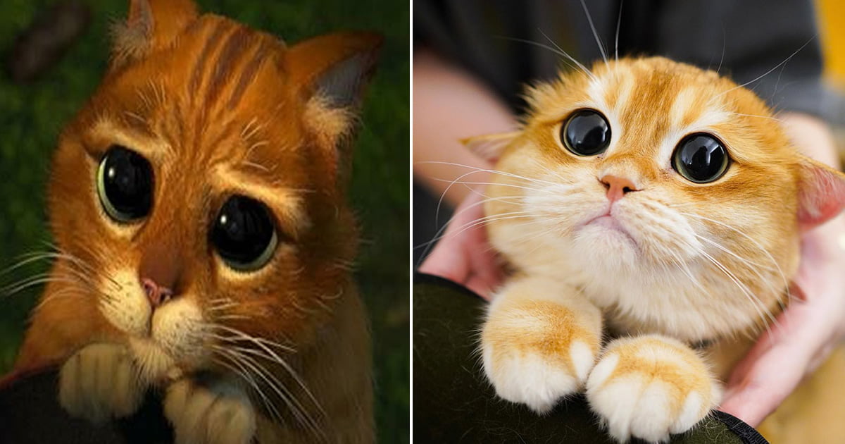 Conheça Pisco: um gato que parece com o gato de botas do Shrek Conheça Pisco: um gato que parece com o gato de botas do Shrek