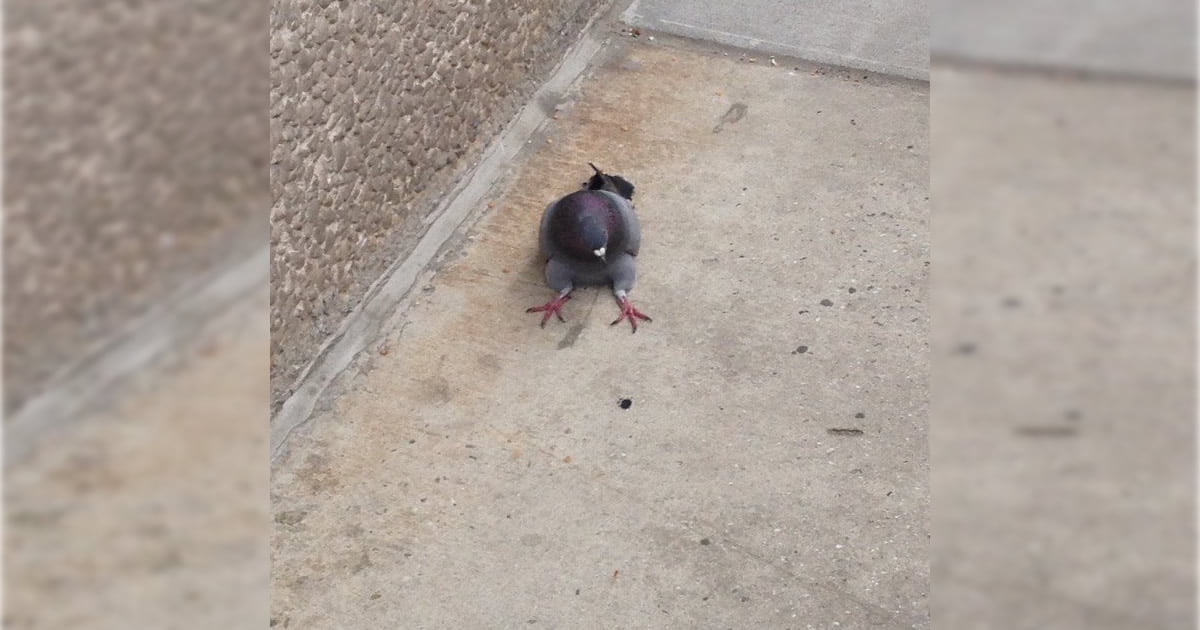 Você já viu um pombo sentado?