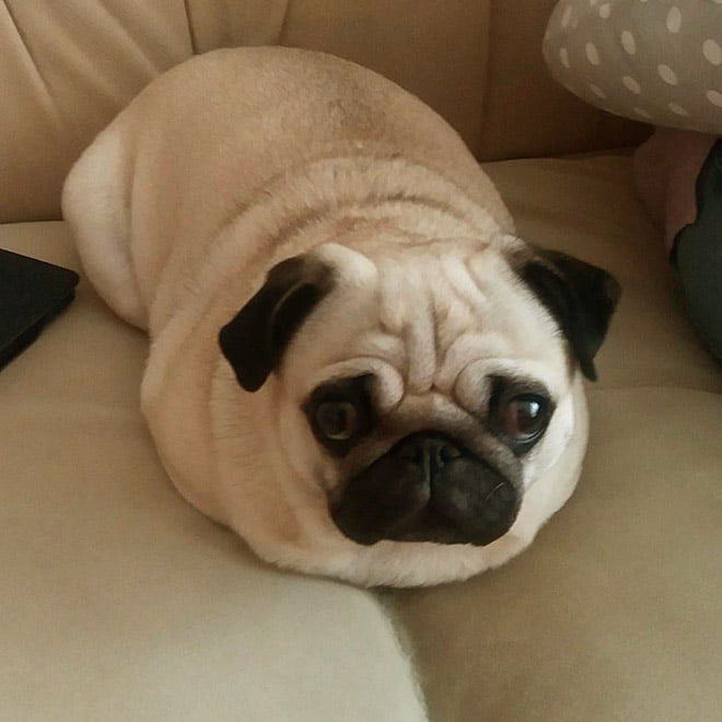 Você sabia que Pug são pães?