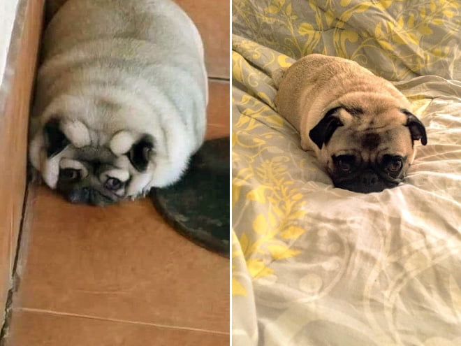 Você sabia que Pug são pães?