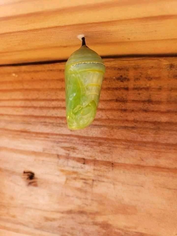 A evolução desse animal é surreal A evolução desse animal é surreal