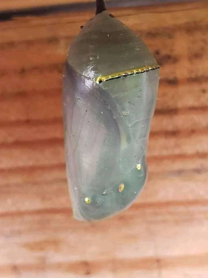 A evolução desse animal é surreal A evolução desse animal é surreal