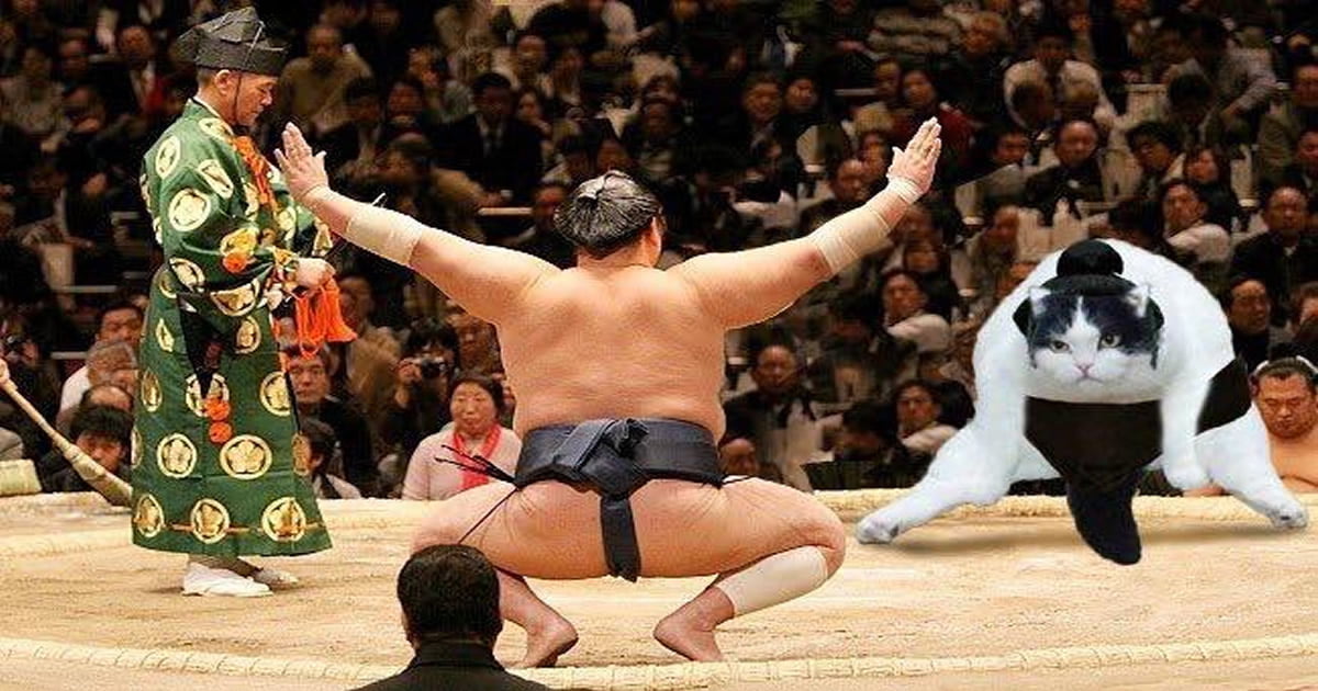 A internet não perdoa nem o pobre do gato