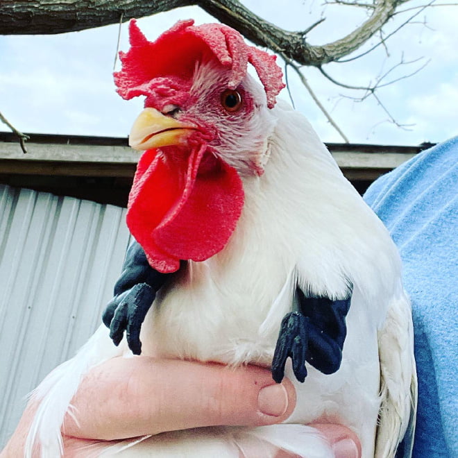 Galinhas com braços de T-Rex Galinhas com braços de T-Rex