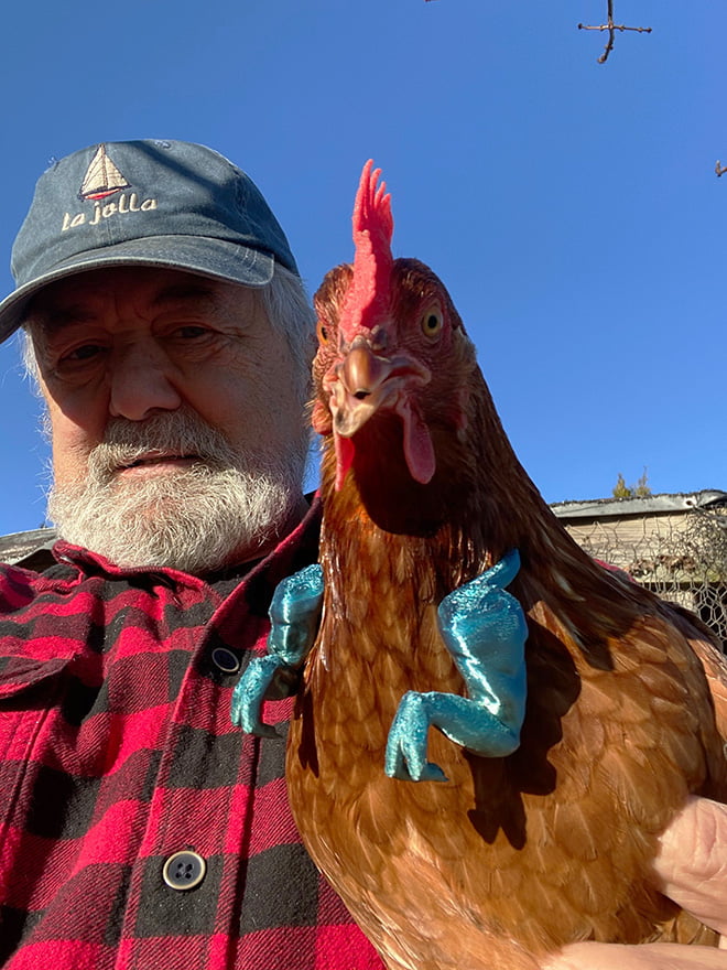 Galinhas com braços de T-Rex Galinhas com braços de T-Rex