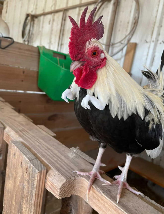 Galinhas com braços de T-Rex Galinhas com braços de T-Rex