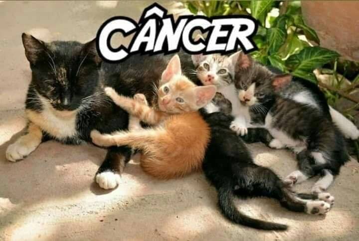 Conheça seu gato pelo signo
