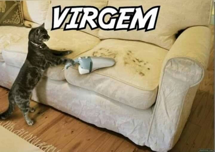 Conheça seu gato pelo signo