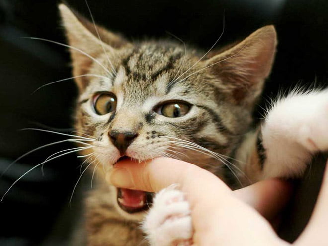 Gatos são animais ferozes que atacam seus próprios dono