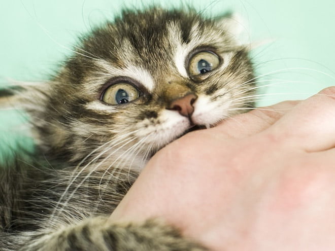 Gatos são animais ferozes que atacam seus próprios dono