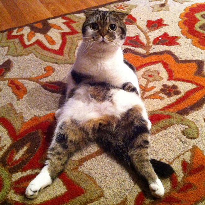 21 gatos sendo interrompidos enquanto se limpava 21 gatos sendo interrompidos enquanto se limpava