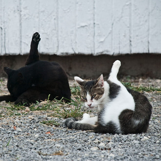 21 gatos sendo interrompidos enquanto se limpava 21 gatos sendo interrompidos enquanto se limpava