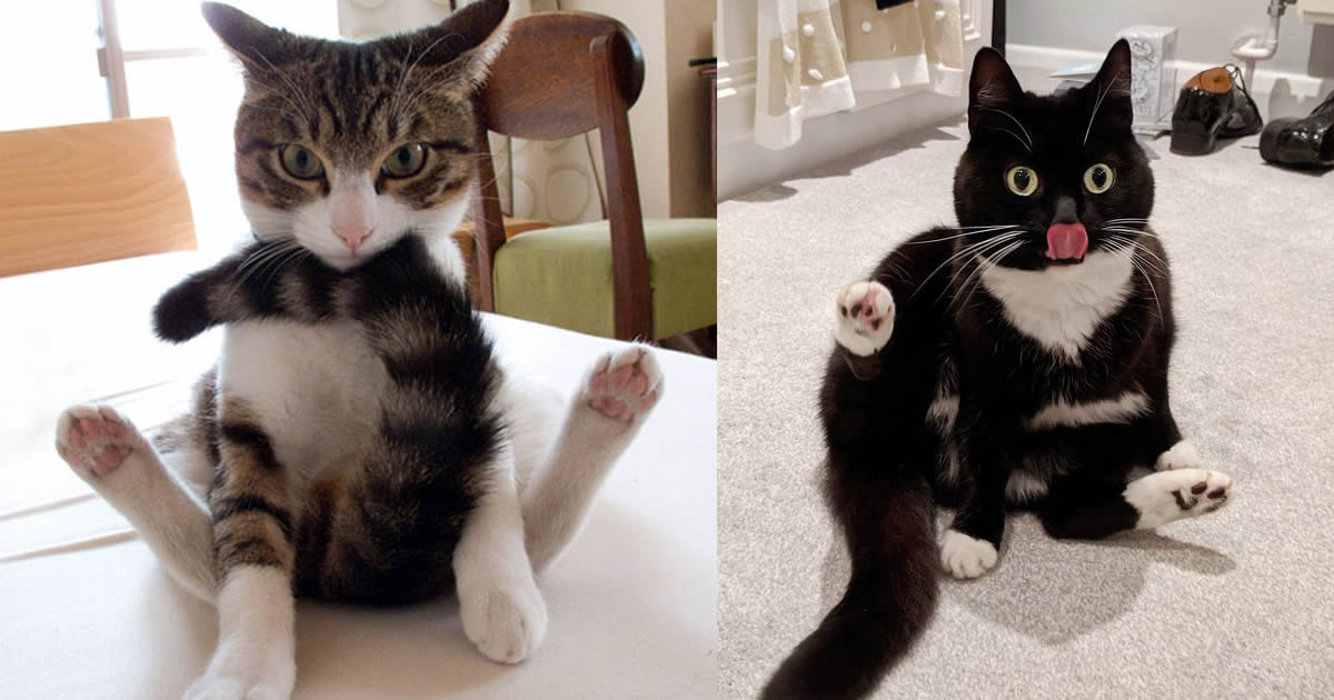 21 gatos sendo interrompidos enquanto se limpava