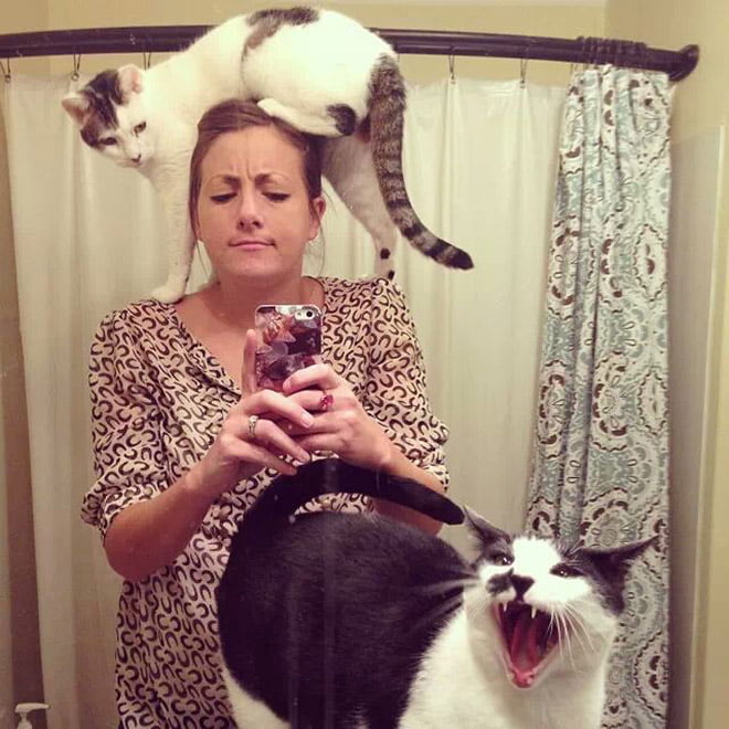 22 gatos que odeiam tirar selfies com seus humanos idiotas