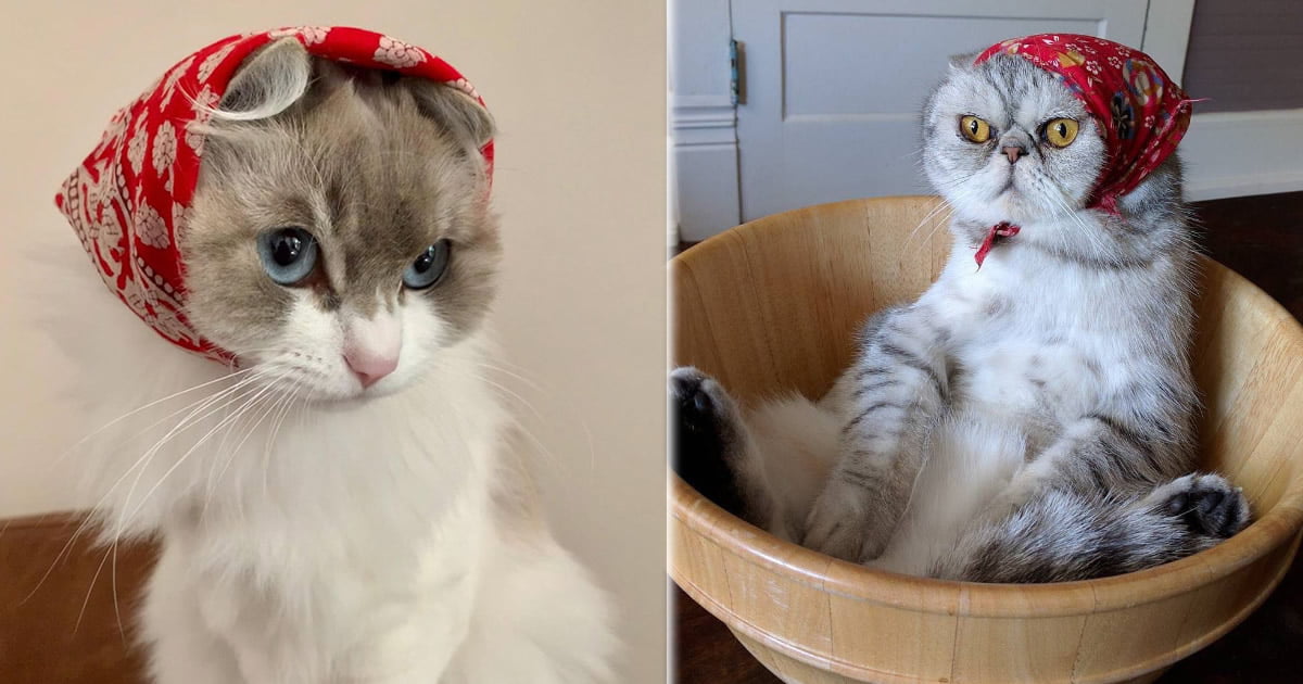 23 gatos que se parecem com velhinhas russas
