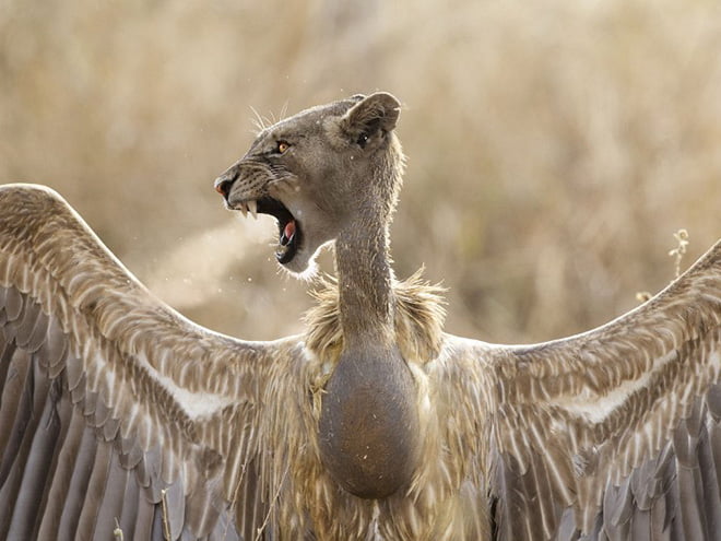 24 híbridos incomuns de gato e pássaro