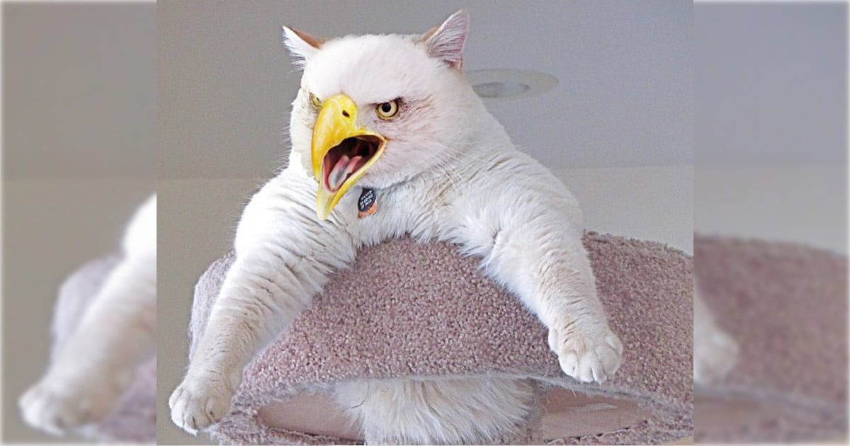 24 híbridos incomuns de gato e pássaro 24 híbridos incomuns de gato e pássaro