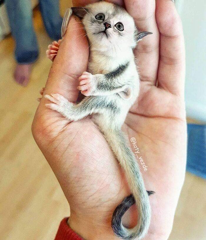 Quem disse que eu só amo gatos? Amo os outros animais também