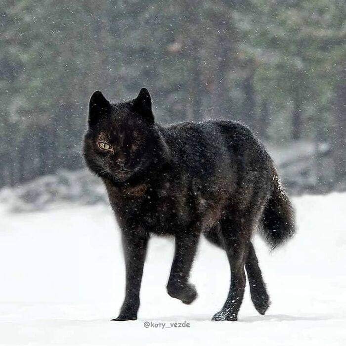 Quem disse que eu só amo gatos? Amo os outros animais também