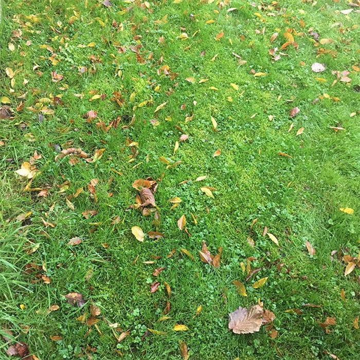 Tente encontrar um cocô de cachorro em cada foto! Tente encontrar um cocô de cachorro em cada foto!