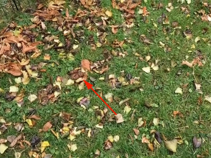 Tente encontrar um cocô de cachorro em cada foto! Tente encontrar um cocô de cachorro em cada foto!