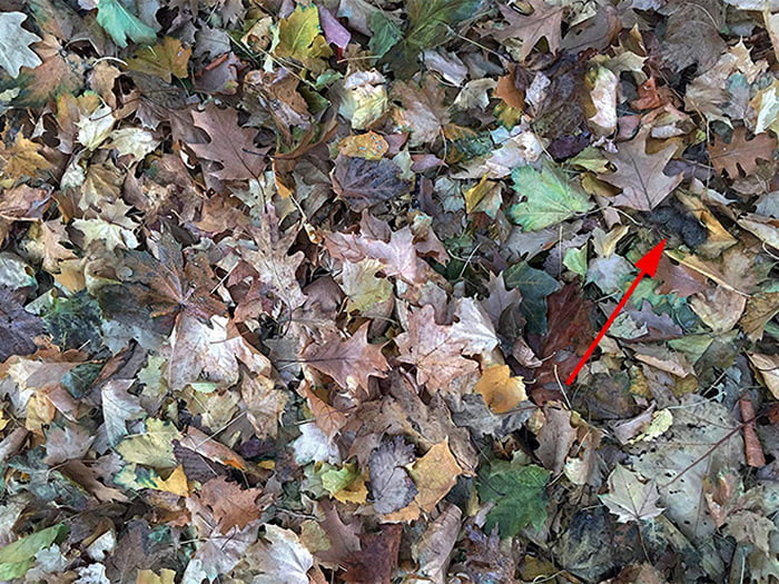 Tente encontrar um cocô de cachorro em cada foto! Tente encontrar um cocô de cachorro em cada foto!