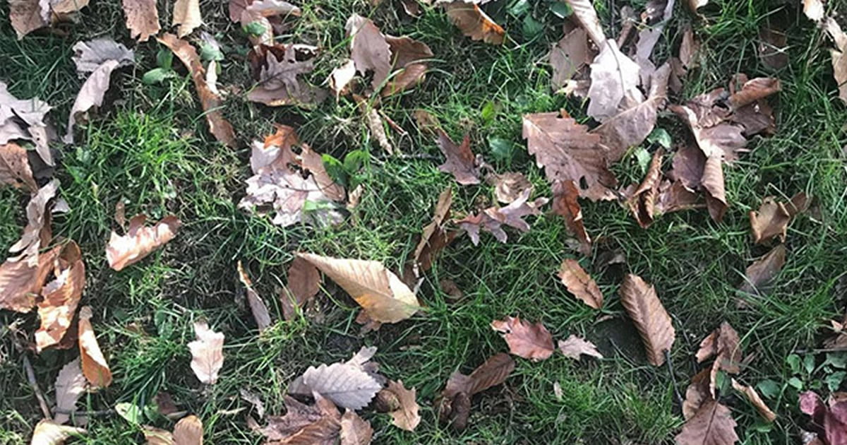 Tente encontrar um cocô de cachorro em cada foto! Tente encontrar um cocô de cachorro em cada foto!