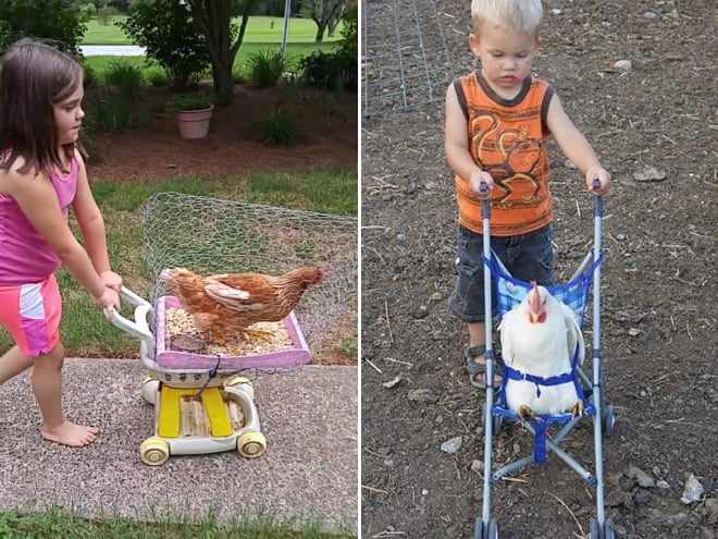 As pessoas agora estão fazendo carrinhos de passeio para galinhas