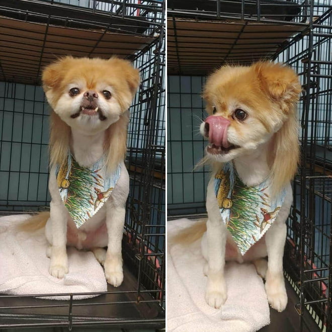 Tendência estranha: cães com tainhas
