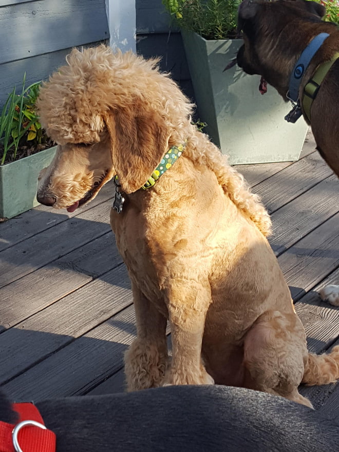 Tendência estranha: cães com tainhas