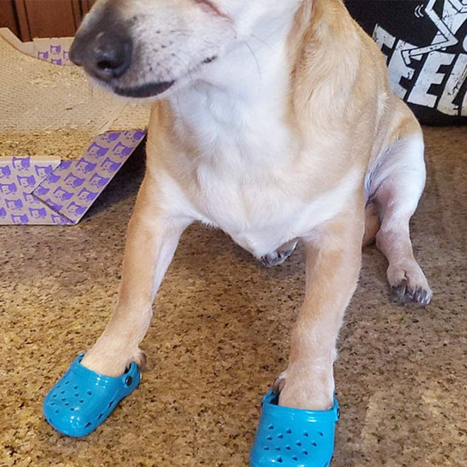 Crocs para cães a nova moda