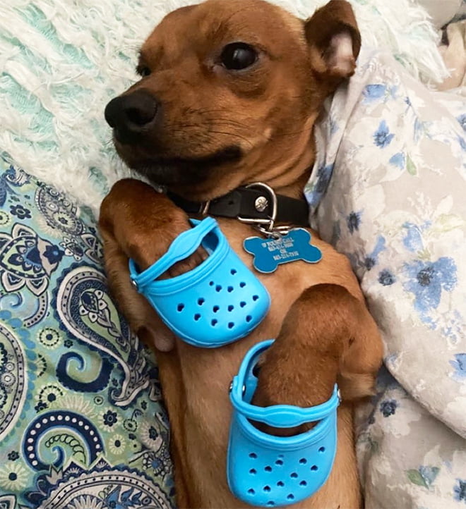 Crocs para cães a nova moda