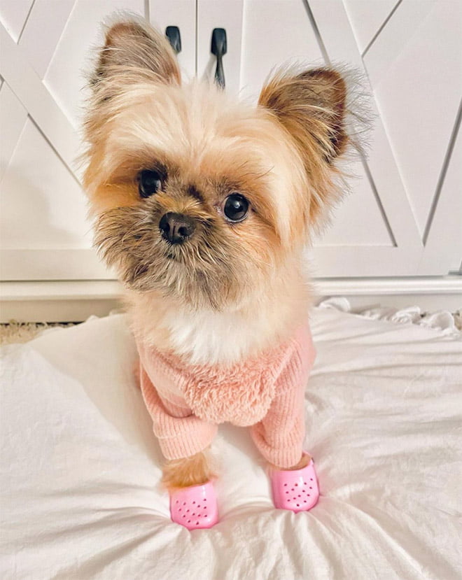 Crocs para cães a nova moda