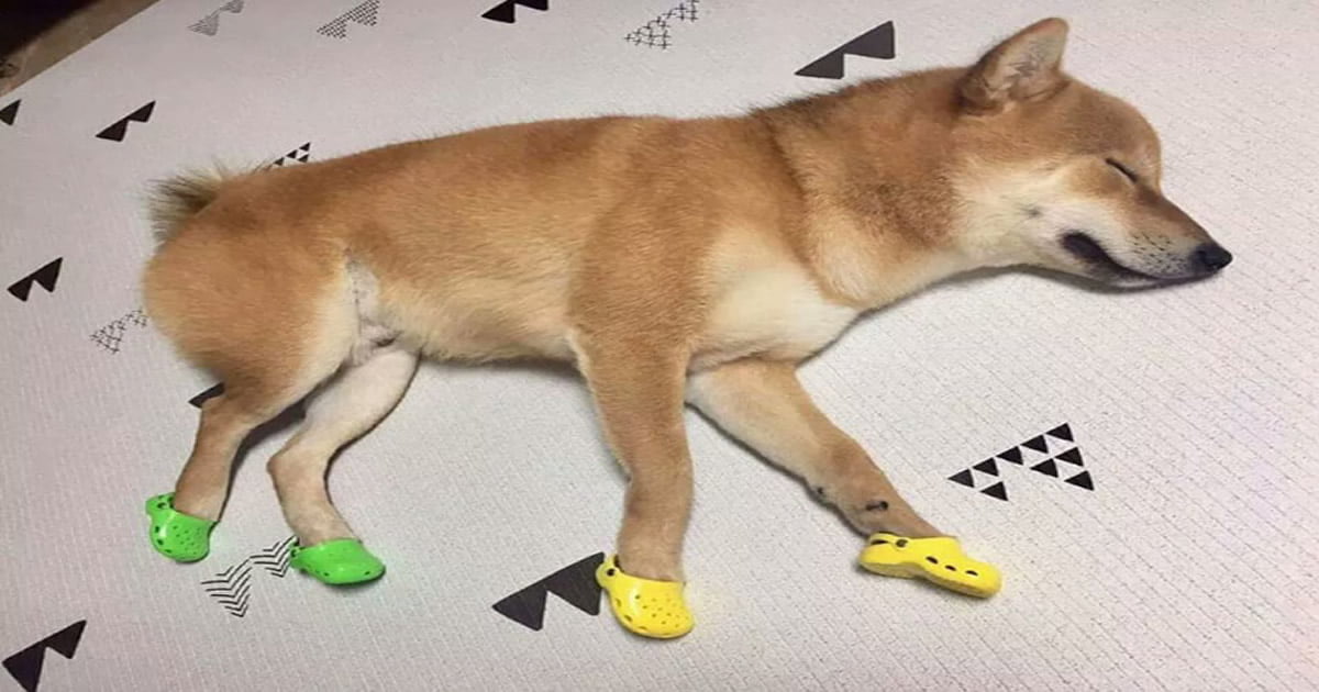 Crocs para cães a nova moda Crocs para cães a nova moda