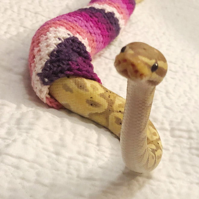 Existem pessoas que faz suéter para cobras de estimação