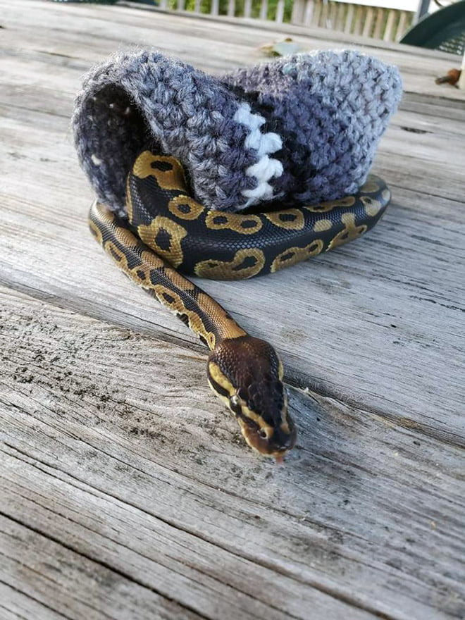 Existem pessoas que faz suéter para cobras de estimação