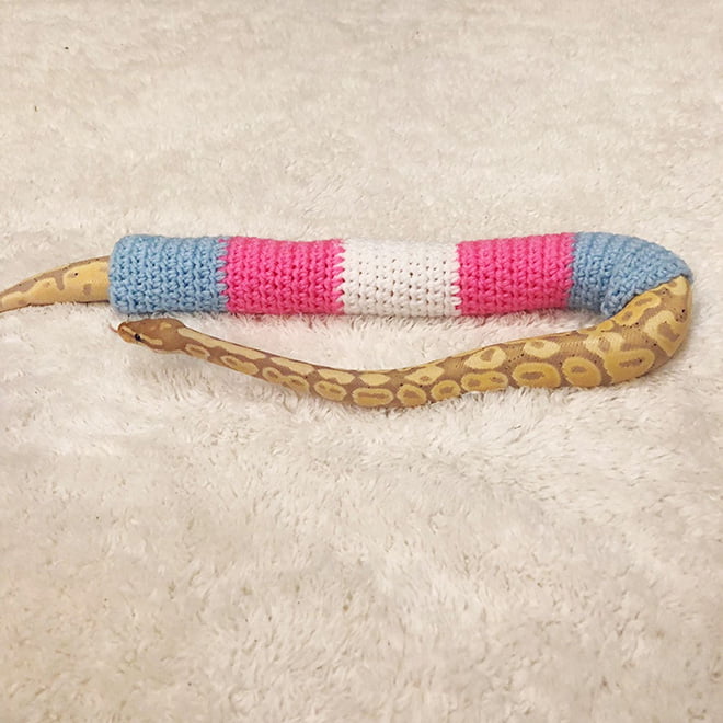 Existem pessoas que faz suéter para cobras de estimação
