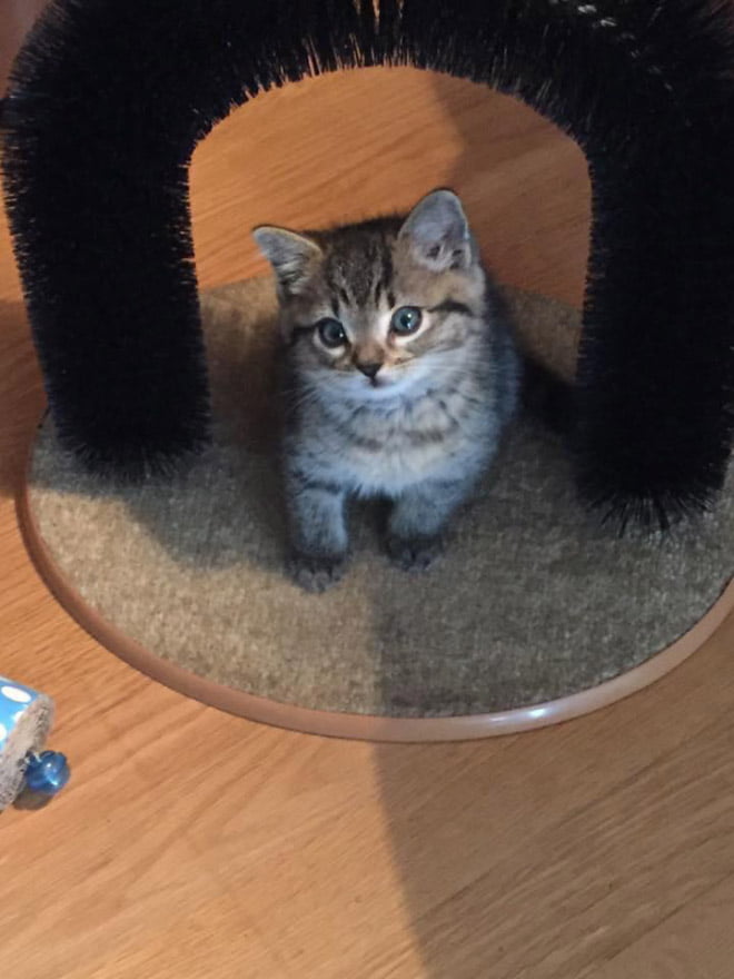 23 fotos adoráveis de gatos pequenos