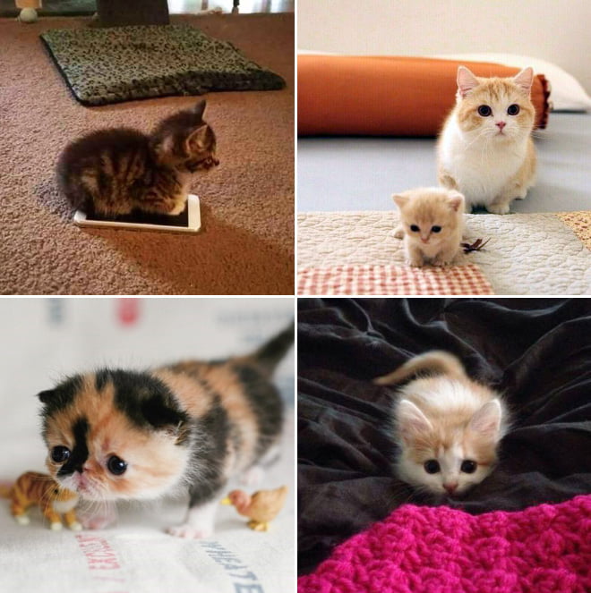 23 fotos adoráveis de gatos pequenos