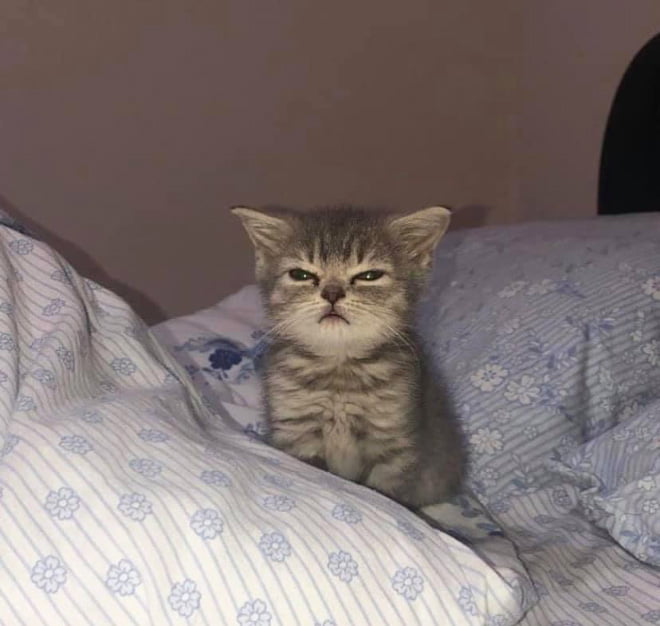 23 fotos adoráveis de gatos pequenos
