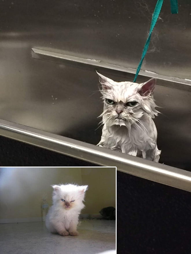 Gatos que estão definitivamente planejando seu assassinato em silêncio