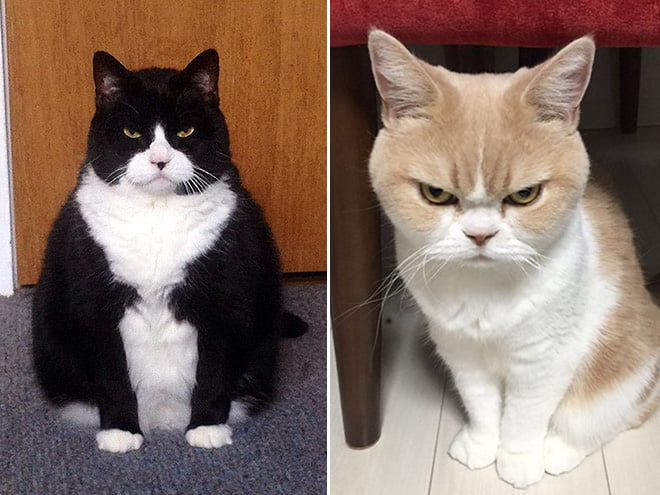 Gatos que estão definitivamente planejando seu assassinato em silêncio